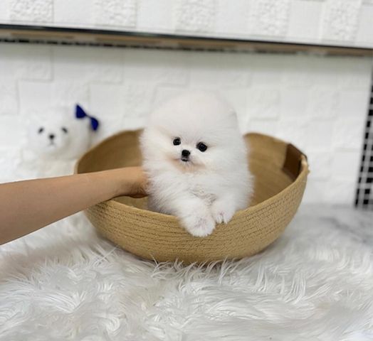 Niedliche Pomeranian-Welpen zu verkaufen