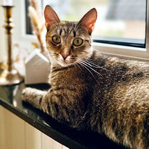 MINA - temperamentvolle Kuschelqueen