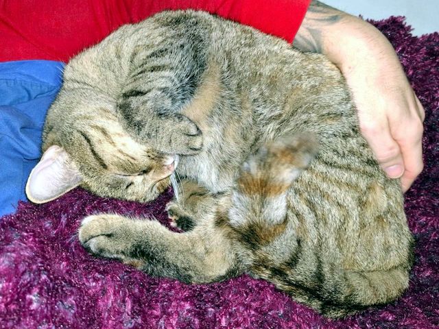 MINA - temperamentvolle Kuschelqueen