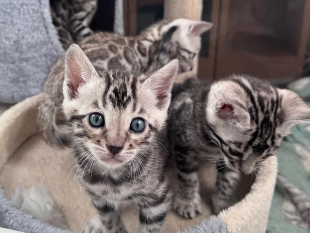 Atemberaubende Bengalkätzchen