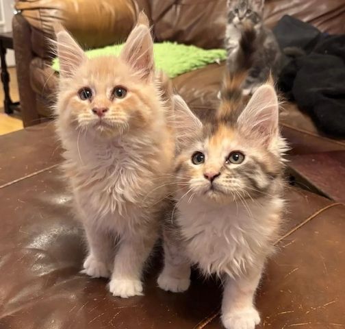 Maine-Coon-Kätzchen zu verkaufen