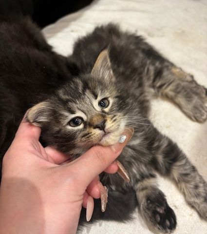 Entzückende norwegische Waldkätzchen zu verkaufen