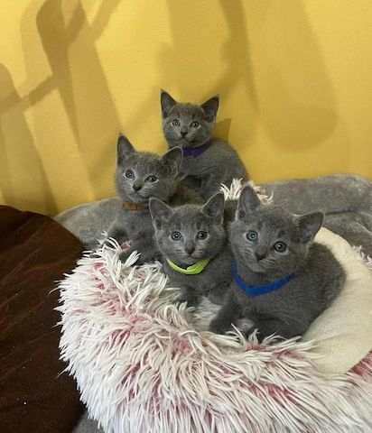 Reinrassige Russisch Blau Kätzchen