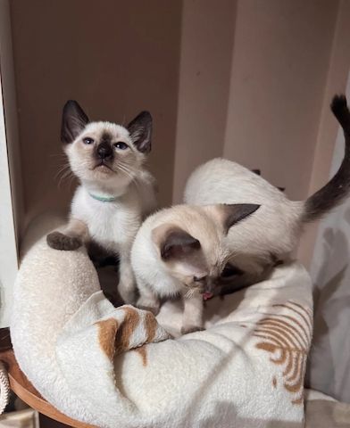 liebevolle Siamkätzchen