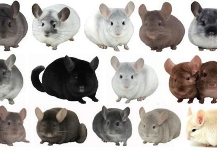 Suche weibliche Chinchilla
