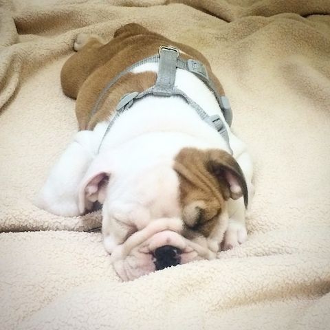 Englische Bulldoggenwelpen