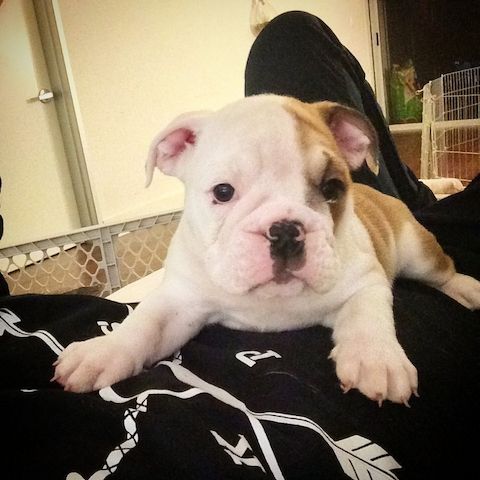 Englische Bulldoggenwelpen