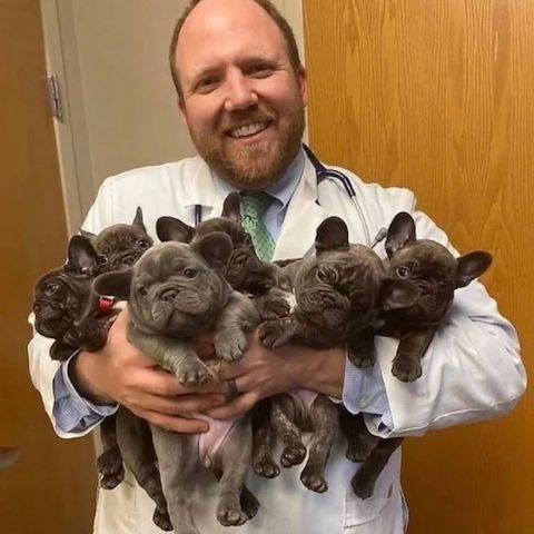 Französische Bulldoggenwelpen