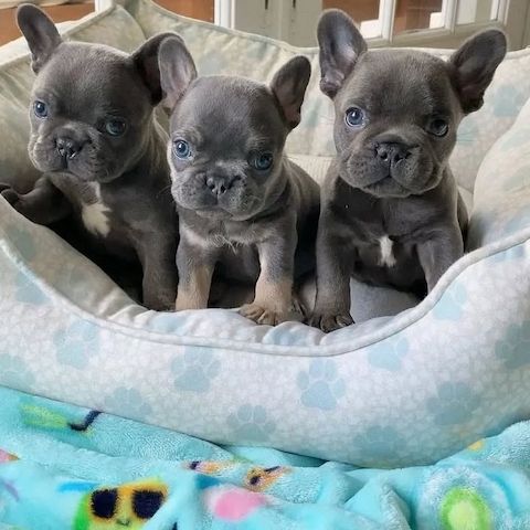 Französische Bulldoggenwelpen