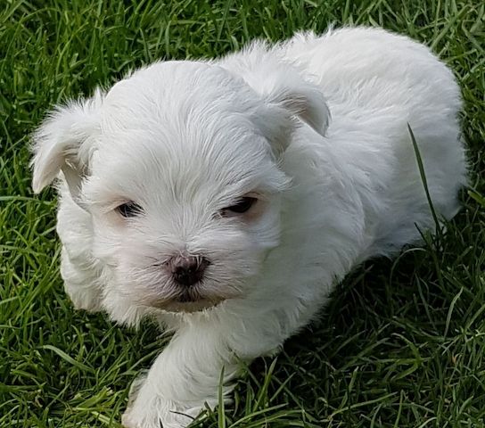 Malteserwelpen Welpen