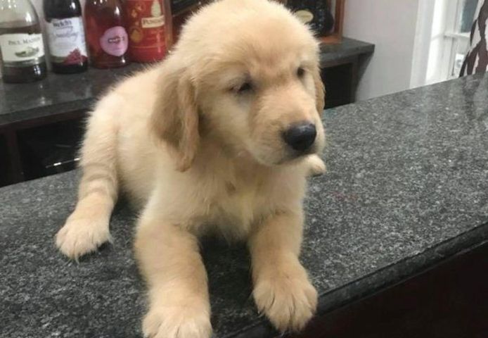 Golden Retriever Welpen