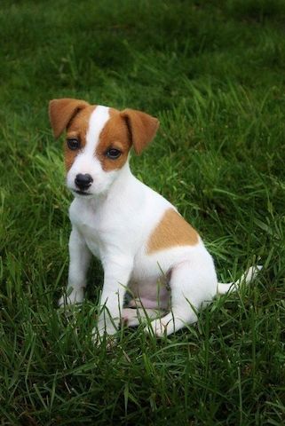 Jack Russell Welpen