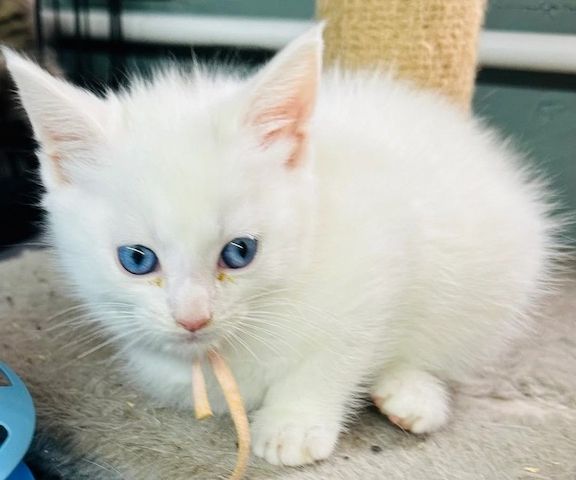 Zwei Türkisch Angorakatzen