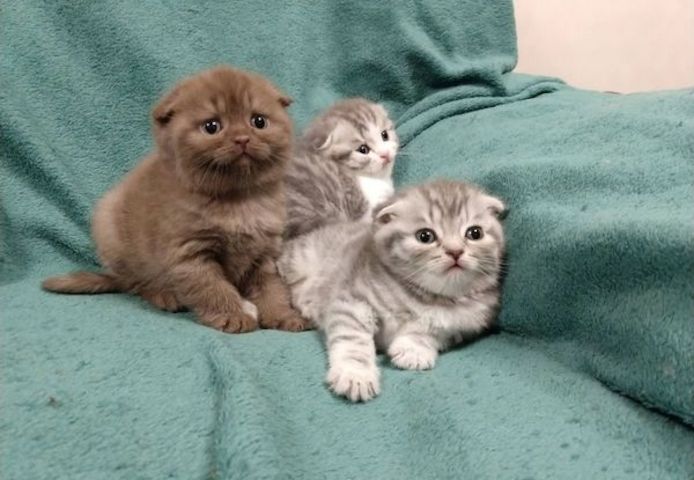 Schotse vouwen Kätzchen b