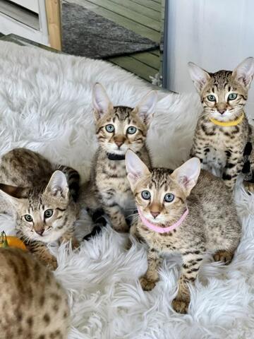 Savannah Kätzchen Jetzt bereit