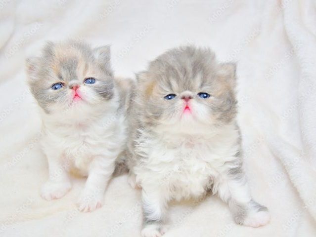 Persische Kätzchen