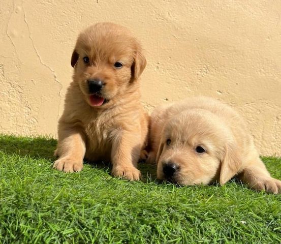 Wunderschöne Labradorwelpen zu verkaufen