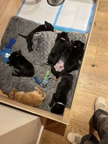 4Labradorwelpen zu verkaufen