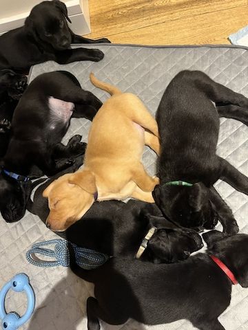 4Labradorwelpen zu verkaufen