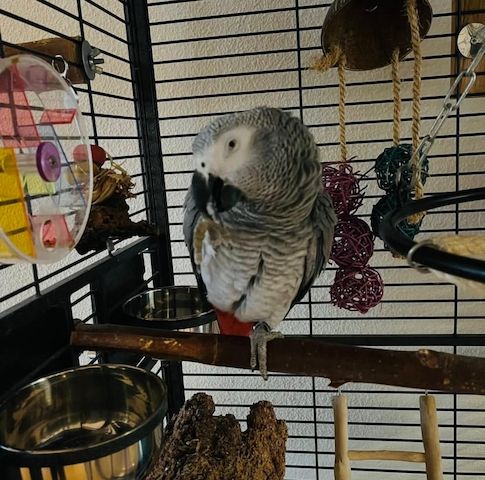 Graupapageien abzugeben