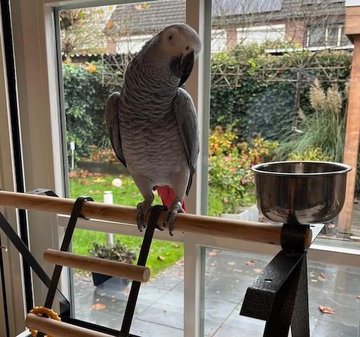 Graupapageien zu verkaufen