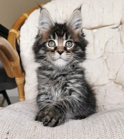 Котята мейн-кун ищут новый дом