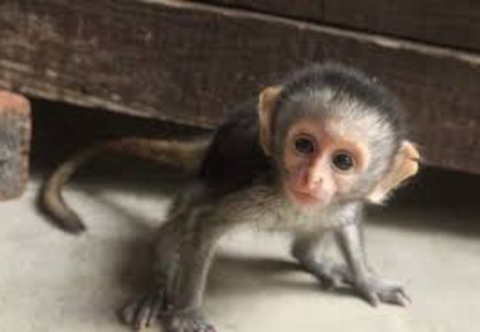 Totenkopfäffchen, Kapuzineraffen, Spinnenaffen, Schimpansen und Krallenaffen zu verkaufen