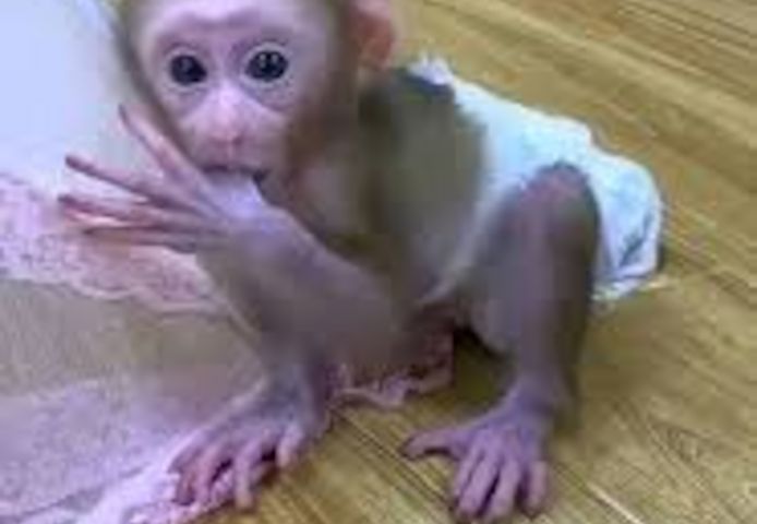 Makakenbaby zur Adoption