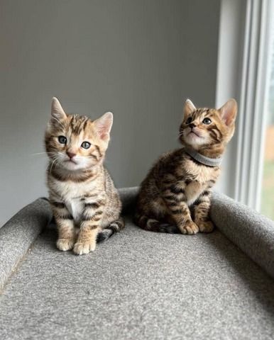Bengal-Kätzchen zu verkaufen
