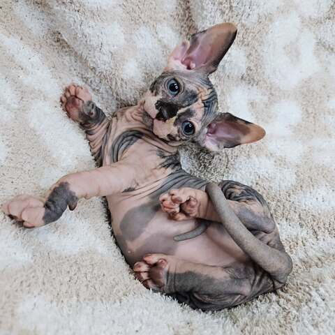 Sphynx-Kätzchen