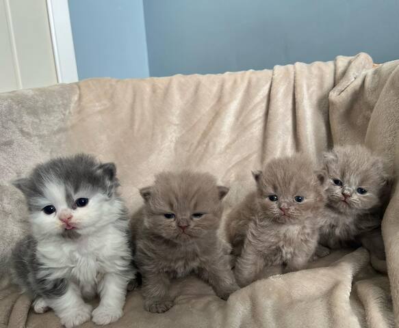 Britische Kurzhaar-Kätzchen zur Adoption