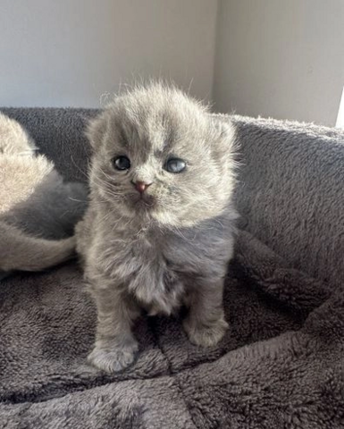 Britisch Kurzhaar-Wurf