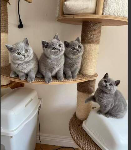 Britisch Kurzhaar-Wurf