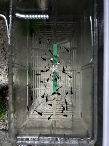 Guppy-Jungfische – ca. 50 Stück