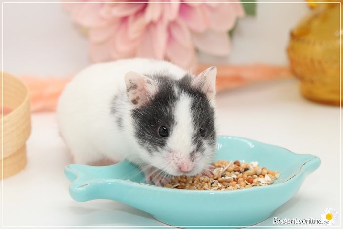 Zauberhafte, zahme Goldhamster und Teddyhamster Jungtiere