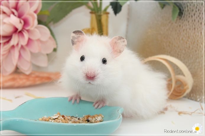 Zauberhafte, zahme Goldhamster und Teddyhamster Jungtiere