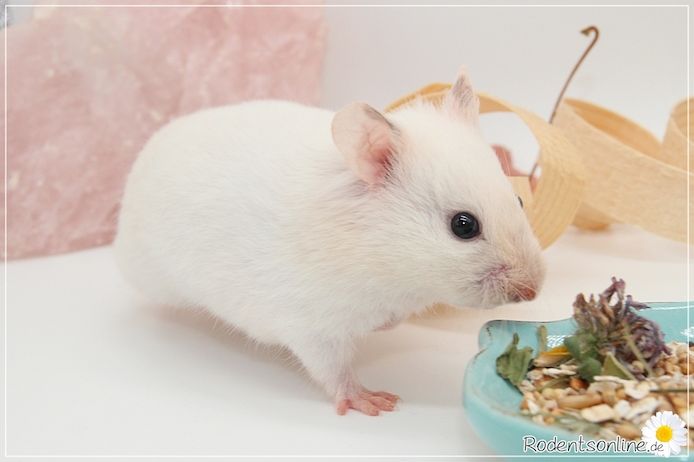 Zauberhafte, zahme Goldhamster und Teddyhamster Jungtiere