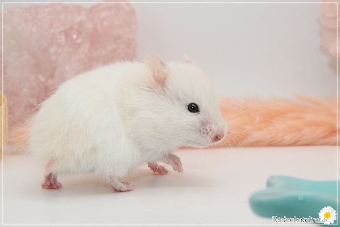 Zauberhafte, zahme Goldhamster und Teddyhamster Jungtiere