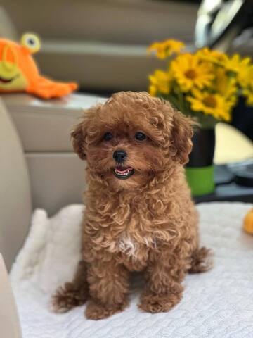 Maltipoo-Welpen zur Adoption