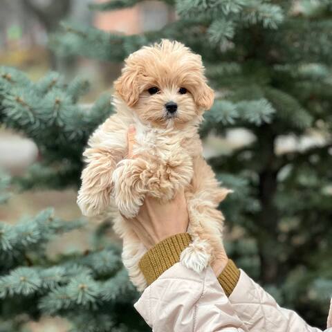 Maltipoo-Welpen
