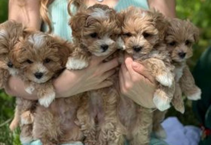 Maltipoo-Welpen