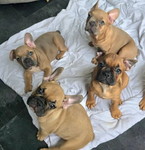 Französische Bulldogge