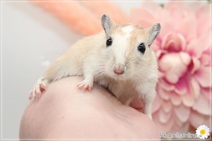 Zahme, zauberhafte Rennmäuse