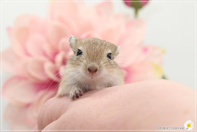 Zahme, zauberhafte Rennmäuse