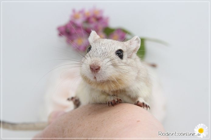 Zahme, zauberhafte Rennmäuse