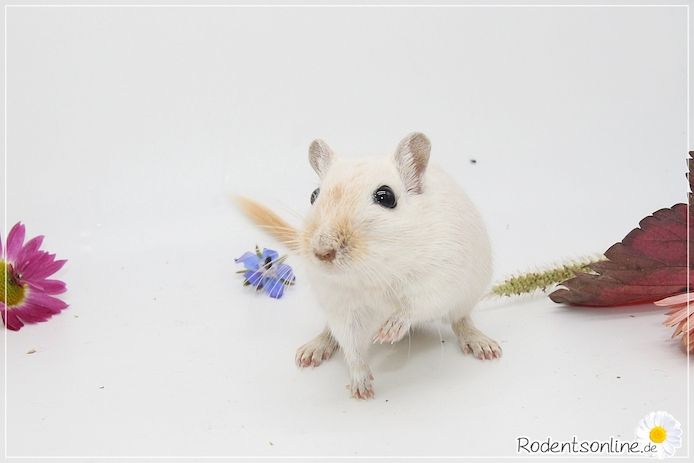 Zahme, zauberhafte Rennmäuse