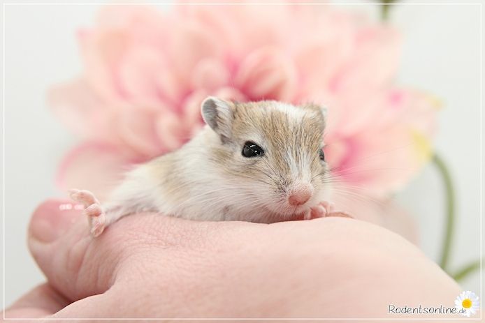 Zahme, zauberhafte Rennmäuse