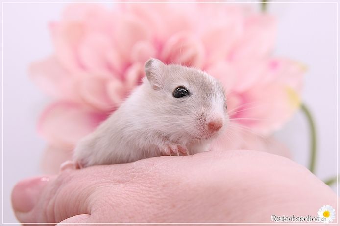 Zahme, zauberhafte Rennmäuse