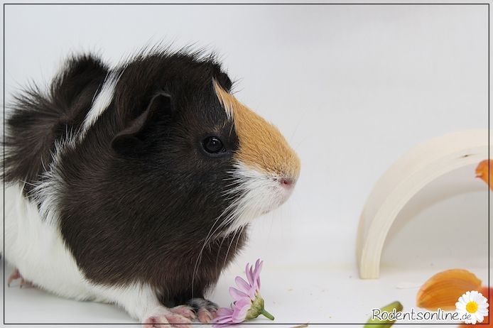 Meerschweinchen Weibchen