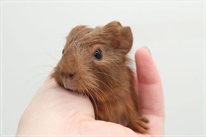 Meerschweinchen Weibchen